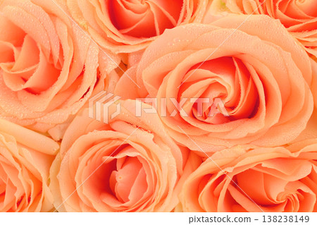 Close-up of delicate peach roses Close-up of delicate peach roses 138238149