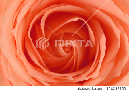 Close-up of coral-colored rose center Close-up of coral-colored rose center 138238163