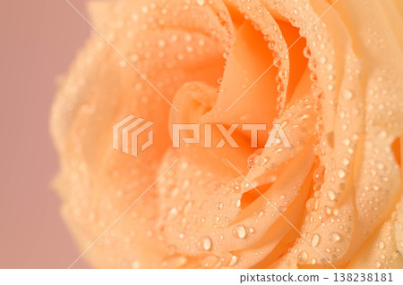 Soft peach rose with dewdrops, perfect for romantic, floral Soft peach rose with dewdrops, perfect for romantic, floral 138238181