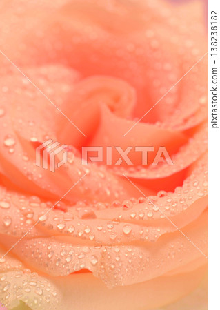 Close-up of dew-covered peach rose Close-up of dew-covered peach rose 138238182