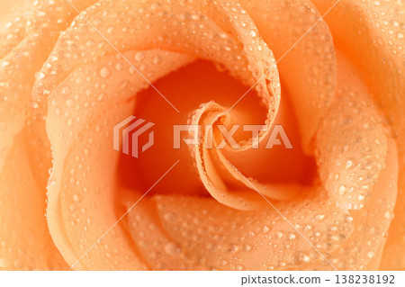 Fresh peach rose with dew, soft focus, romantic mood, natural beauty Fresh peach rose with dew, soft focus, romantic mood, natural beauty 138238192