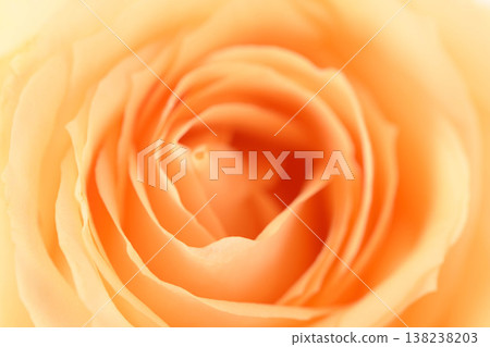 Vibrant peach rose center in focus, creamy tones and soft light Vibrant peach rose center in focus, creamy tones and soft light 138238203