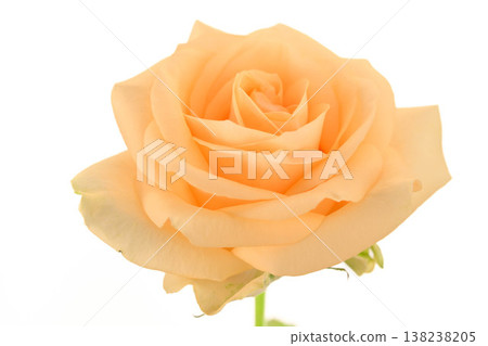Close-up of a single peach-colored rose against a clean white backdrop Close-up of a single peach-colored rose against a clean white backdrop 138238205