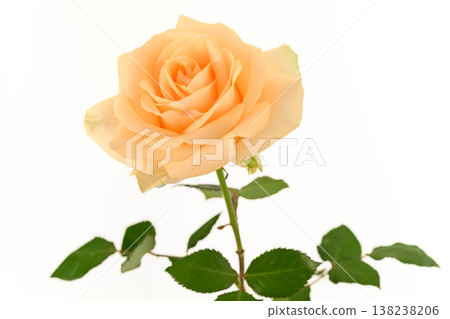 Peach rose with lush green foliage, clean white background Peach rose with lush green foliage, clean white background 138238206