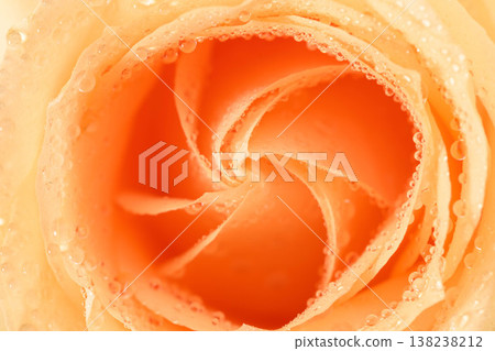 Orange rose with dew drops, perfect for romantic or nature themes Orange rose with dew drops, perfect for romantic or nature themes 138238212