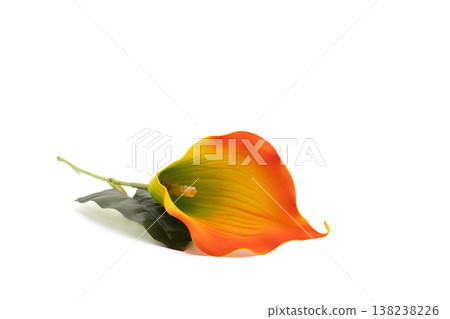 Vibrant calla lily with orange Vibrant calla lily with orange 138238226