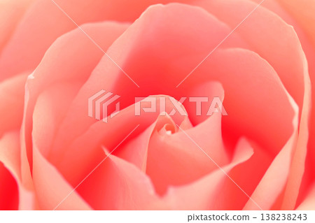 Close-up of a single pink rose in soft focus, emphasizing petal layers Close-up of a single pink rose in soft focus, emphasizing petal layers 138238243