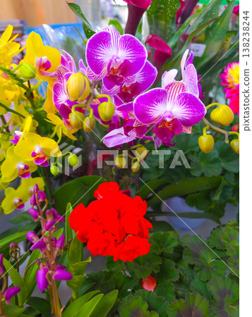 Vibrant Purple Orchid in a Garden. A vibrant collection of colorful orchids 138238244