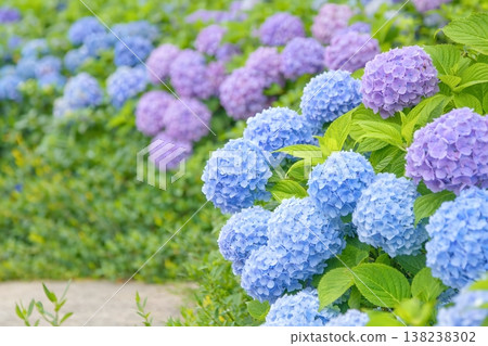 五月盛開的繡球花 五月盛開的繡球花 138238302