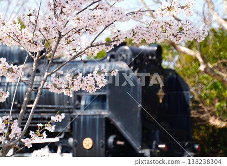 A steam locomotive train in the background amidst the cherry blossoms in full bloom. A steam locomotive train in the background amidst the cherry blossoms in full bloom. 138238304