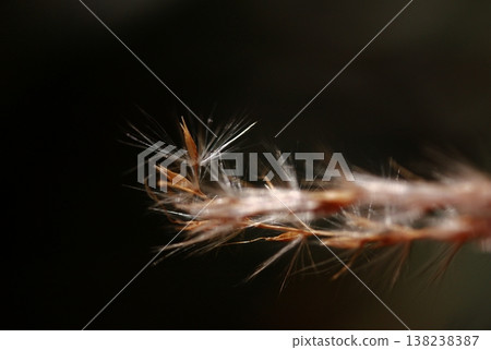 Macro photography of the tips of Japanese pampas grass. Macro photography of the tips of Japanese pampas grass. 138238387