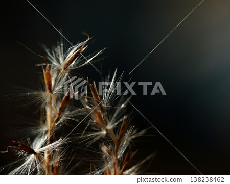 Macro photography of the delicate tips of Japanese pampas grass. Macro photography of the delicate tips of Japanese pampas grass. 138238462