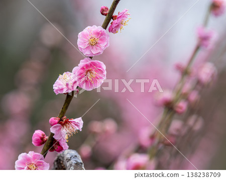 紅色李子特寫鏡頭 紅色李子特寫鏡頭 138238709