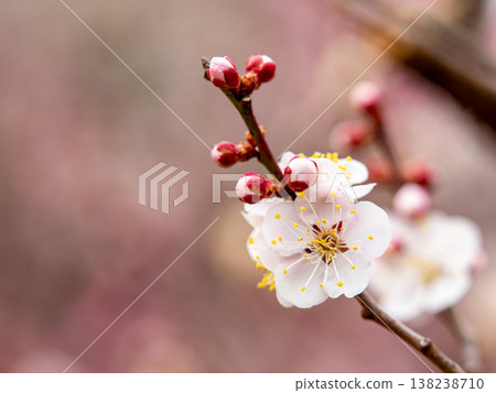 Close-up of plum blossoms and buds Close-up of plum blossoms and buds 138238710