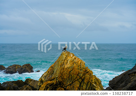 Great Cormorant Phalacrocorax carbo sits on the rock, East sea, South Korea Great Cormorant Phalacrocorax carbo sits on the rock, East sea, South Korea 138238717