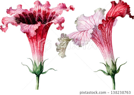 Watercolor Illustration of Two Pink Trumpet Flowers 138238763