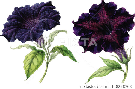 Set of Two Dark Purple Petunia Flowers Set of Two Dark Purple Petunia Flowers 138238768
