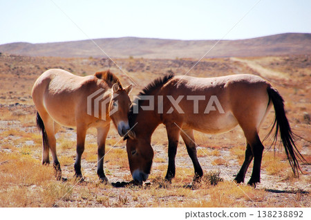 一匹普氏野馬(Przewalski's horse)矗立在新疆(中國)的荒野中 一匹普氏野馬(Przewalski's horse)矗立在新疆(中國)的荒野中 138238892