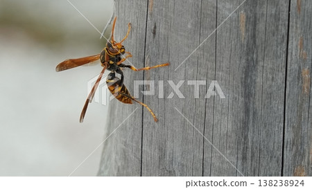 Paper wasp Paper wasp 138238924
