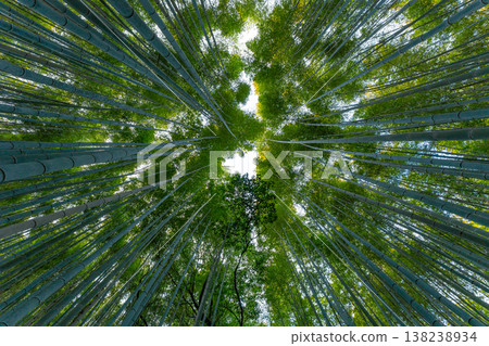 日本京都嵐山竹林 日本京都嵐山竹林 138238934