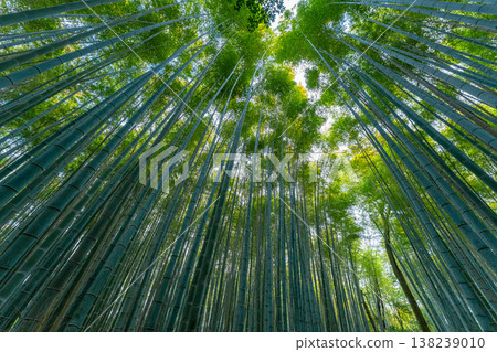 Arashiyama Bamboo Grove, Kyoto, Japan 138239010
