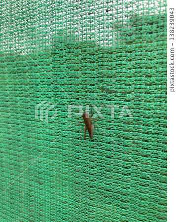 Grasshopper larva perched on a net 138239043