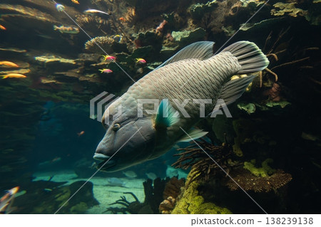 Large Napoleon wrasse or humphead wrasse swimming through a coral reef aquarium surrounded by tropical fish 138239138