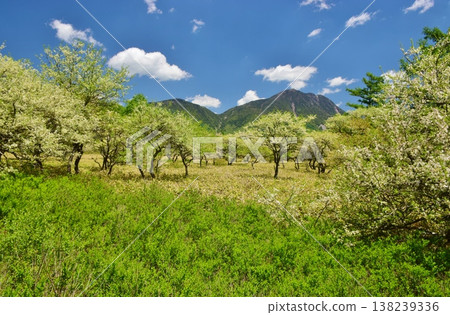 奧日光戰場原：綠意盎然的季節 138239336