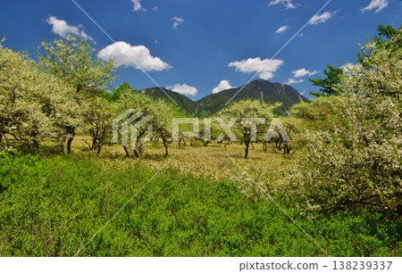 奧日光戰場原：綠意盎然的季節 138239337