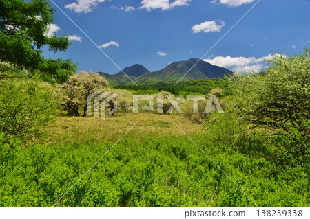 奧日光戰場原：綠意盎然的季節 138239338