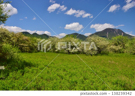 奧日光戰場原：綠意盎然的季節 138239342