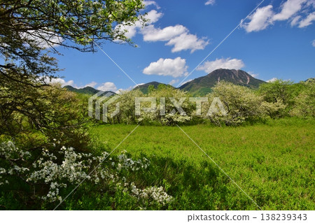 奧日光戰場原：綠意盎然的季節 138239343