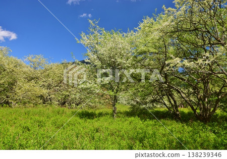 奧日光戰場原：綠意盎然的季節 138239346