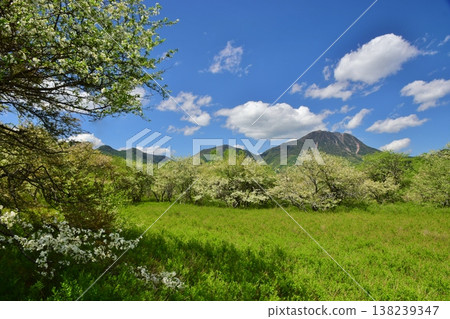 Oku-Nikko Senjogahara: The season of fresh greenery 138239347