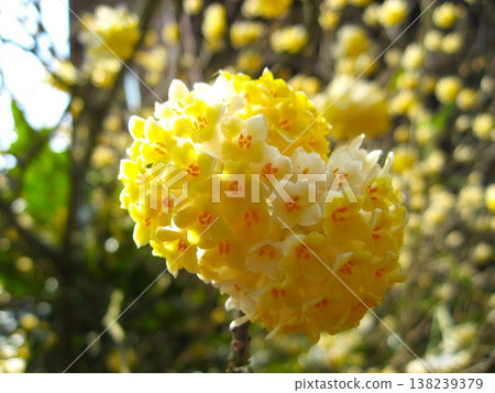 The gentle colors of the Mitsumata flowers 138239379