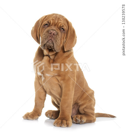 puppy Dogue de Bordeaux 138239578