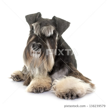 black and white miniature schnauzer black and white miniature schnauzer 138239579