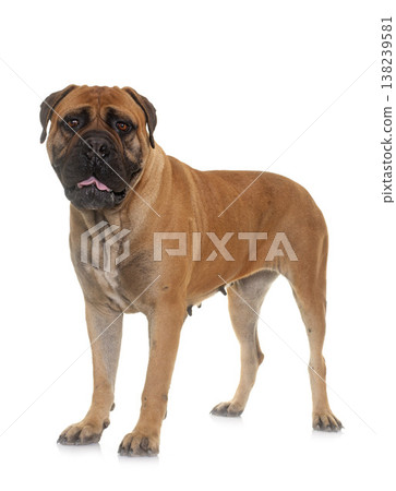 bull mastiff in studio bull mastiff in studio 138239581