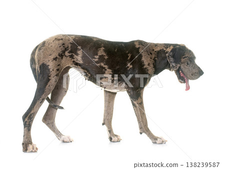 Great Dane in studio Great Dane in studio 138239587