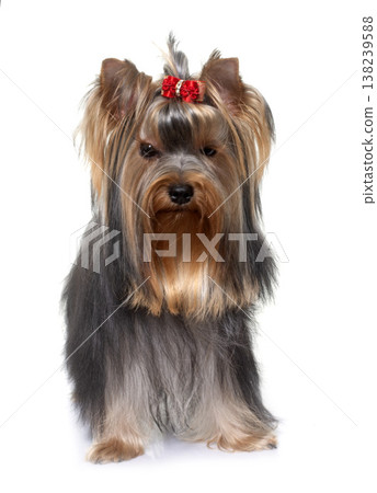 young yorkshire terrier young yorkshire terrier 138239588