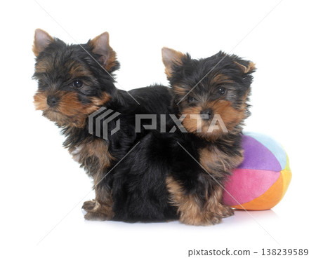 young yorkshire terrier young yorkshire terrier 138239589