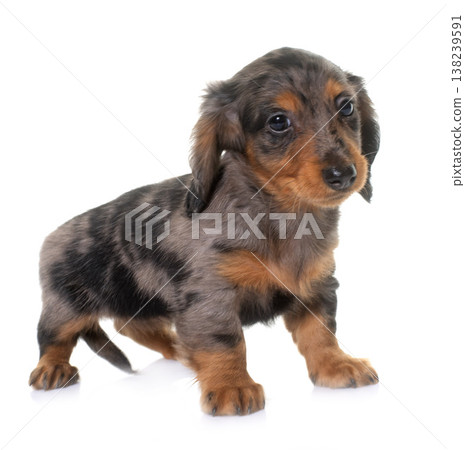 puppy dachshund  in studio 138239591