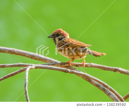 Eurasian tree sparrow bird, Passer montanus, on a branch, Thailand Eurasian tree sparrow bird, Passer montanus, on a branch, Thailand 138239592