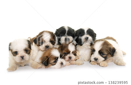 puppies shih tzu puppies shih tzu 138239595