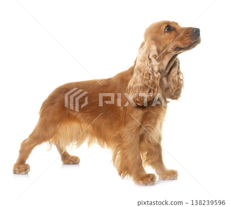 cocker spaniel in studio 138239596
