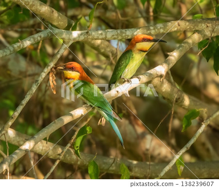 Chestnut-headed Bee-eater bird, Merops leschenaulti, on a branch, Thailand Chestnut-headed Bee-eater bird, Merops leschenaulti, on a branch, Thailand 138239607