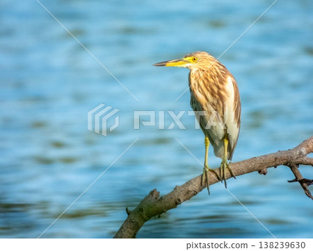 Indian Pond Heron bird, Ardeola grayii Indian Pond Heron bird, Ardeola grayii 138239630