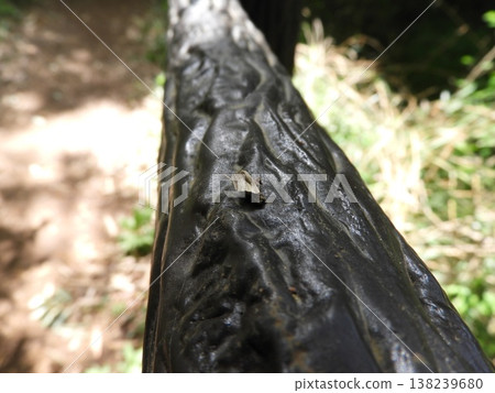 Bagworm ① Bagworm ① 138239680