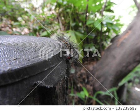 Gypsy moth ② Gypsy moth ② 138239682