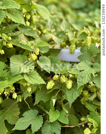The hops grow in abundance The hops grow in abundance 138239949